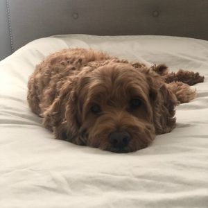 Meet your Posher, Posh